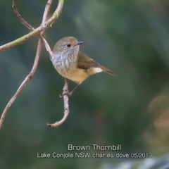 Acanthiza pusilla at Lake Conjola, NSW - 7 May 2019