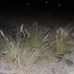 Cenchrus purpurascens (Swamp Foxtail) at Paddys River, ACT - 12 Mar 2019 by michaelb