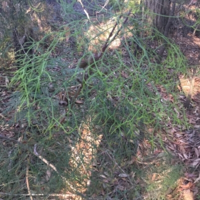 Petrophile pedunculata (Conesticks) at Ulladulla, NSW - 15 May 2019 by Peter Swanson