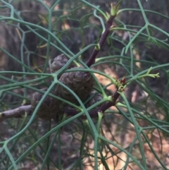 Petrophile pedunculata at Ulladulla, NSW - 16 May 2019