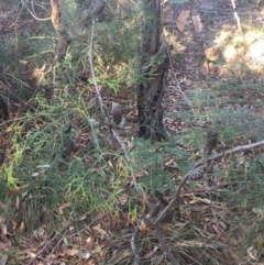 Petrophile pedunculata at Ulladulla, NSW - 16 May 2019