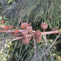 Allocasuarina littoralis (Black She-oak) at Ulladulla, NSW - 16 May 2019 by PeterSwanson