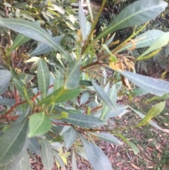 Dodonaea triquetra (Large-leaf Hop-Bush) at Ulladulla, NSW - 16 May 2019 by PeterSwanson