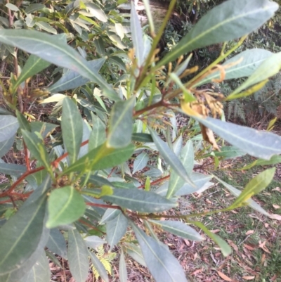Dodonaea triquetra (Large-leaf Hop-Bush) at Ulladulla, NSW - 16 May 2019 by PeterSwanson