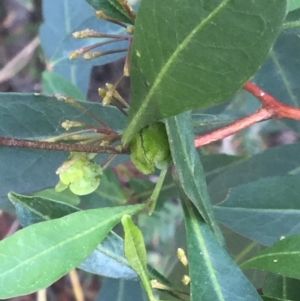 Dodonaea triquetra at Ulladulla, NSW - 16 May 2019 09:49 AM