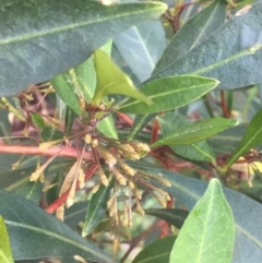 Dodonaea triquetra at Ulladulla, NSW - 16 May 2019 09:49 AM