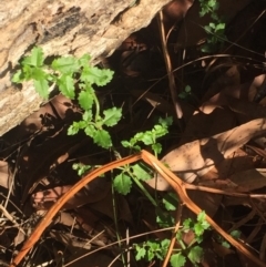 Gonocarpus teucrioides (Germander Raspwort) at Ulladulla, NSW - 15 May 2019 by Megan123