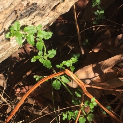 Gonocarpus teucrioides (Germander Raspwort) at Ulladulla, NSW - 15 May 2019 by Megan123