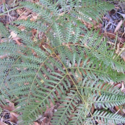 Pteridium esculentum (Bracken) at Ulladulla, NSW - 16 May 2019 by PCS - Biosecurity Officer (TO4)