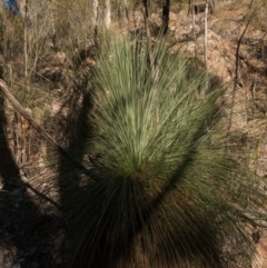 Xanthorrhoea glauca subsp. angustifolia (Grey Grass-tree) at Cotter River, ACT - 14 May 2019 by Jek