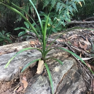 Cymbidium suave at Ulladulla, NSW - 16 May 2019