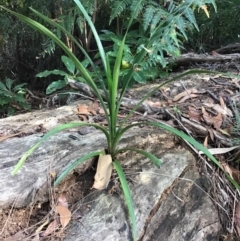 Cymbidium suave (Snake Orchid) at Ulladulla, NSW - 16 May 2019 by RebeccaRudd
