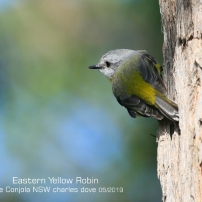 Eopsaltria australis (Eastern Yellow Robin) at Conjola Bushcare - 7 May 2019 by CharlesDove