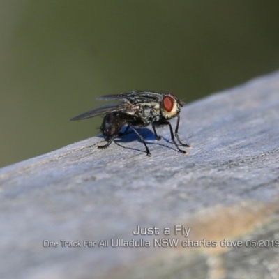 Sarcophagidae sp. (family) (Unidentified flesh fly) at - 7 May 2019 by Charles Dove