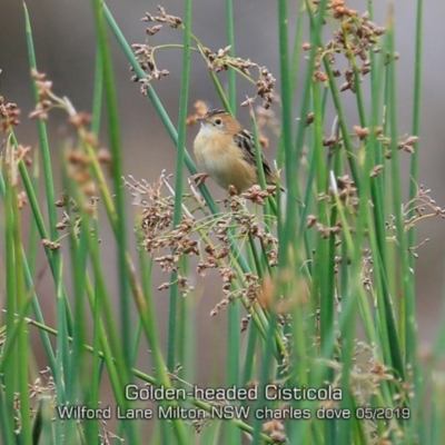 Cisticola exilis (Golden-headed Cisticola) at Milton, NSW - 12 May 2019 by Charles Dove