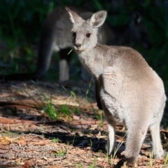 Macropus giganteus (Eastern Grey Kangaroo) at Narrawallee Creek Nature Reserve - 6 May 2019 by Charles Dove