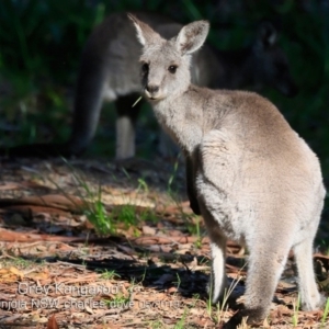 Macropus giganteus at Narrawallee Creek Nature Reserve - 7 May 2019