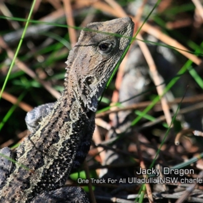 Amphibolurus muricatus (Jacky Lizard) at One Track For All - 7 May 2019 by CharlesDove