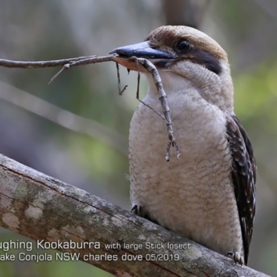 Dacelo novaeguineae (Laughing Kookaburra) at Conjola Bushcare - 7 May 2019 by CharlesDove