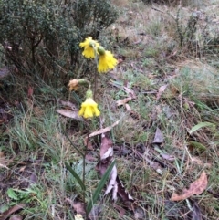 Podolepis jaceoides (Showy Copper-wire Daisy) at Namadgi National Park - 5 Apr 2019 by NickiTaws