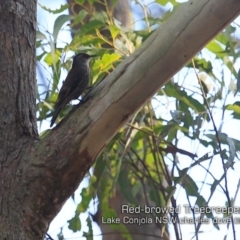 Climacteris erythrops (Red-browed Treecreeper) at Conjola Bushcare - 8 May 2019 by CharlesDove