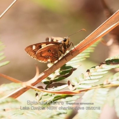 Trapezites symmomus (Splendid Ochre) at Narrawallee Creek Nature Reserve - 7 May 2019 by Charles Dove