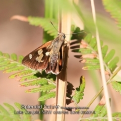 Trapezites symmomus at Lake Conjola, NSW - 8 May 2019 12:00 AM