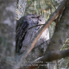 Podargus strigoides (Tawny Frogmouth) at Lake Conjola, NSW - 8 May 2019 by Charles Dove