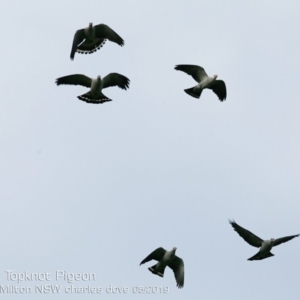 Lopholaimus antarcticus at Milton, NSW - 13 May 2019