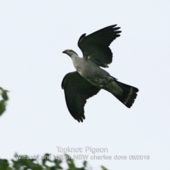 Lopholaimus antarcticus at Milton, NSW - 13 May 2019