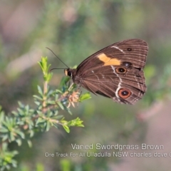 Tisiphone abeona (Varied Sword-grass Brown) at One Track For All - 7 May 2019 by Charles Dove