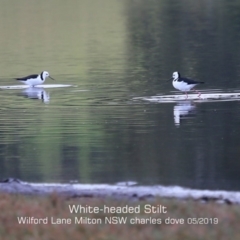 Himantopus leucocephalus (Pied Stilt) at Milton, NSW - 12 May 2019 by Charles Dove