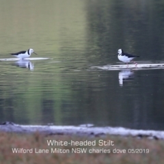 Himantopus leucocephalus (Pied Stilt) at Milton, NSW - 13 May 2019 by CharlesDove