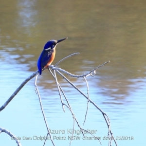 Ceyx azureus at Burrill Lake, NSW - 10 May 2019 12:00 AM