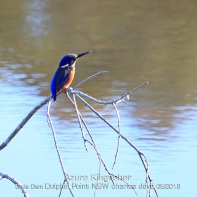 Ceyx azureus (Azure Kingfisher) at Burrill Lake, NSW - 9 May 2019 by Charles Dove