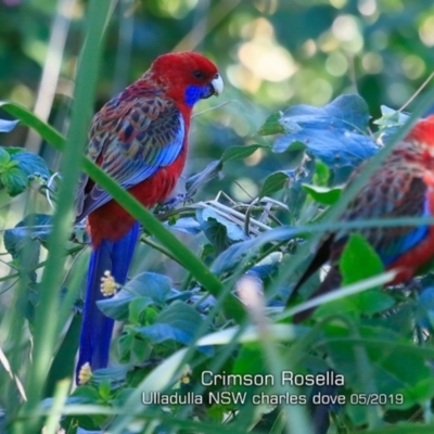 Platycercus elegans (Crimson Rosella) at Coomee Nulunga Cultural Walking Track - 8 May 2019 by Charles Dove