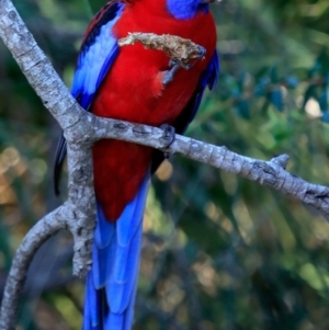 Platycercus elegans at Burrill Lake, NSW - 14 May 2019