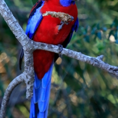 Platycercus elegans (Crimson Rosella) at Burrill Lake, NSW - 13 May 2019 by Charles Dove