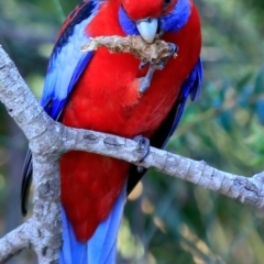 Platycercus elegans at Burrill Lake, NSW - 14 May 2019