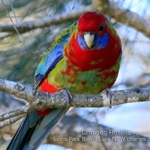 Platycercus elegans at Burrill Lake, NSW - 14 May 2019