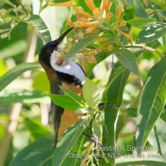 Acanthorhynchus tenuirostris (Eastern Spinebill) at Wairo Beach and Dolphin Point - 9 May 2019 by Charles Dove