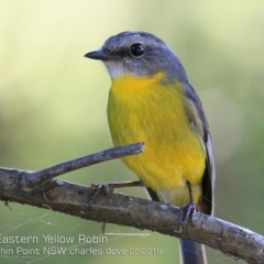Eopsaltria australis (Eastern Yellow Robin) at Wairo Beach and Dolphin Point - 9 May 2019 by Charles Dove