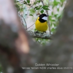 Pachycephala pectoralis (Golden Whistler) at Yatte Yattah, NSW - 9 May 2019 by Charles Dove