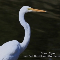 Ardea alba (Great Egret) at Burrill Lake, NSW - 11 May 2019 by CharlesDove