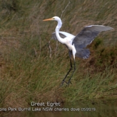 Ardea alba at Burrill Lake, NSW - 11 May 2019