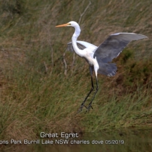 Ardea alba at Burrill Lake, NSW - 11 May 2019 12:00 AM