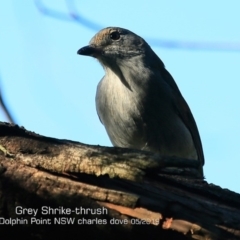 Colluricincla harmonica (Grey Shrikethrush) at Burrill Lake, NSW - 10 May 2019 by Charles Dove