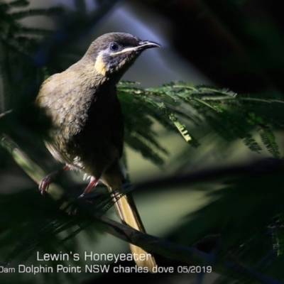 Meliphaga lewinii (Lewin's Honeyeater) at Burrill Lake, NSW - 11 May 2019 by CharlesDove