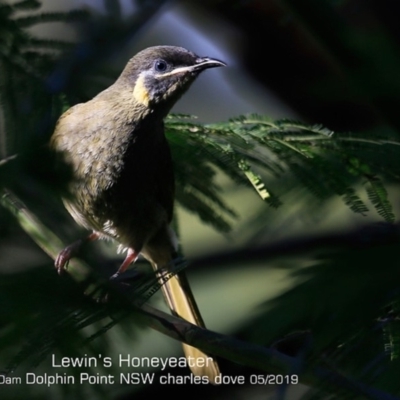 Meliphaga lewinii (Lewin's Honeyeater) at Burrill Lake, NSW - 10 May 2019 by Charles Dove