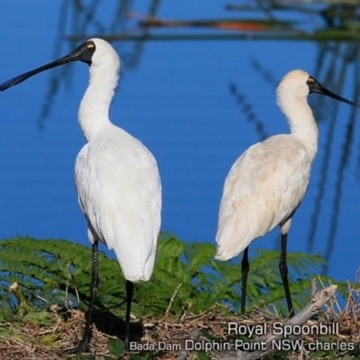 Platalea regia (Royal Spoonbill) at Wairo Beach and Dolphin Point - 10 May 2019 by Charles Dove